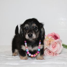 Missy - Black and cream female Dachshund puppy in Collins, Georgia from Liberty Longhair Dachshunds