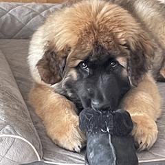Leonberger Puppies from Sinnsro Leonbergers