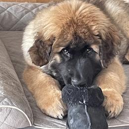 Leonberger Puppies from Sinnsro Leonbergers