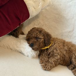 Poodle Puppies from Alina talmage cipu