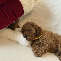 Poodle Puppies from Alina talmage cipu