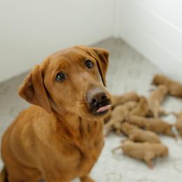 Dublin - Yellow male Labrador Retriever puppy in Allons, Tennessee from UC Labradors LLC