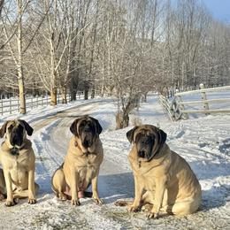 Mastiffs from Mountain Meadow Ranch