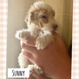 Sunny - Parti male Poodle puppy in Surprise, Arizona from Oh Doodles Doodlery