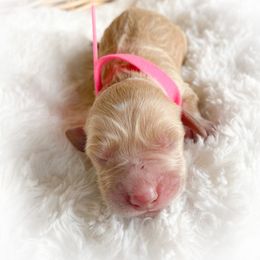 Goldendoodle Puppies from Peachy Doodles