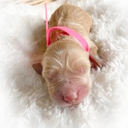 Goldendoodle Puppies from Peachy Doodles