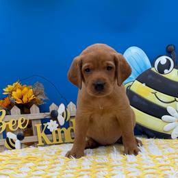 Pink - Yellow female Labrador Retriever puppy in Heath Springs, South Carolina from Rich Hill Retrievers