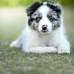 Border Collie Puppies from Top Notch Border Collies