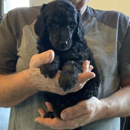 Boy 4 - Phantom male Poodle puppy in Wentworth, South Dakota from PaintersPreciousPoodles