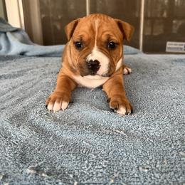 Cupid - Red female American Staffordshire Terrier puppy in Marietta, Georgia from Ambition Amstaffs