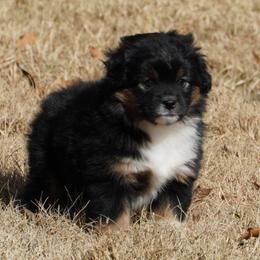 Black Tri Most Copper - Black tri female Miniature Australian Shepherd puppy in Lawton, Oklahoma from Lindsey’s Aussies