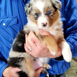 Australian Shepherd Puppies from Classy Aussies