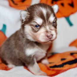 Robin - Chocolate female Pomsky puppy in Centerville, Iowa from LJ Kennels Pomskies, LLC