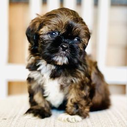 Boy 2 - Black and tan male Shih Tzu puppy in Seguin, Texas from Dolled Up Shih Tzus