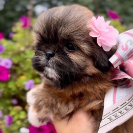 Joy - Brindle female Shih Tzu puppy in Frederick, Maryland from Shih Tzu Puppy in Maryland