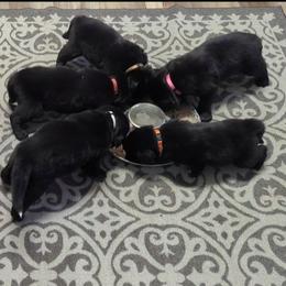 Black Newfoundland Male 3 - Black male Newfoundland puppy in Burfordville, Missouri from Umfleet Farms