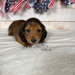 "Shaded red male" Dachshund Puppies from Lil Beanie Weenies Dachshunds