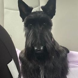 Luna - Scottish Terrier
