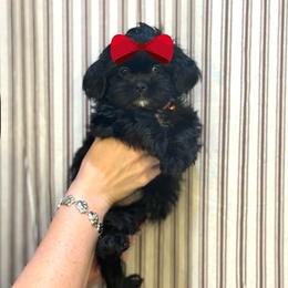 Girl 1 - Black female Shih Tzu puppy in Seguin, Texas from Dolled Up Shih Tzus