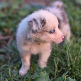 Boy 4 - Blue merle male Australian Shepherd puppy in Keyser, West Virginia from Heartfelt Hollow Farm
