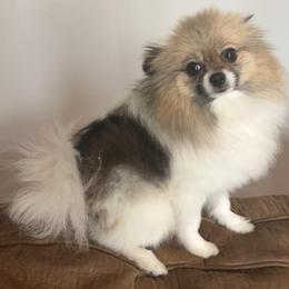 Sophie - Cream sable parti female Pomeranian puppy in Hughes Springs, Texas from Hughes Springs Tx Poms