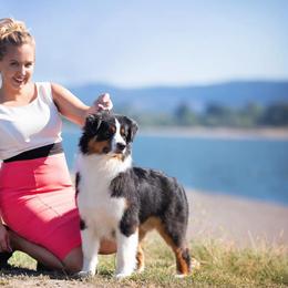 Nash - Australian Shepherd
