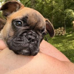 French Bulldog Puppies from Frenchie-Club