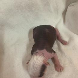 Chihuahua and Chinese Crested Puppies from Western Kentucky Chihuahua’s and Chinese Crested’s