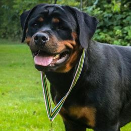 Nia - Rottweiler