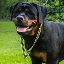 Nia - Rottweiler