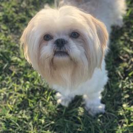 Marshmallow - Shih Tzu