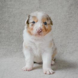 Stetson - Red merle male Australian Shepherd puppy in Aberdeen, North Carolina from Huckleberry Hill Aussies LLC.