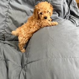 Silver - Apricot male Poodle puppy in Tennessee Colony, Texas from Poodle an Doodles 3:16