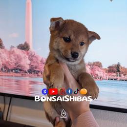 KIT - Red male Shiba Inu puppy in Minnesota from BonsaiShibas