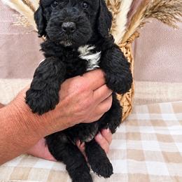 Marsh - Black male Poodle puppy in Woodleaf, North Carolina from Circle T Ranch K9s