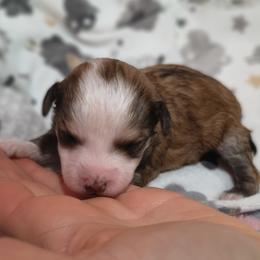 Teddy - White and chocolate male Chinese Crested puppy in Frederick, Maryland from Lovable Cresteds