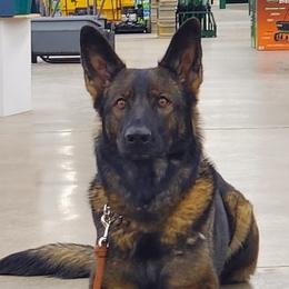 Emmy - German Shepherd