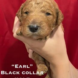 Earl - Brown male Poodle puppy in St. Johnsbury, Vermont from Poodles of the Northern Woods