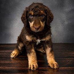 Soleil - Poodle