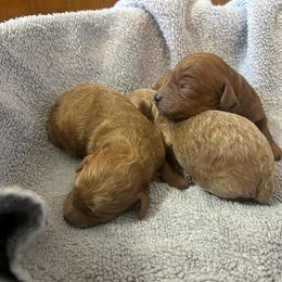 Cavapoo Puppies from Jorden’s Cavapoo’s