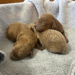 Cavapoo Puppies from Jorden’s Cavapoo’s