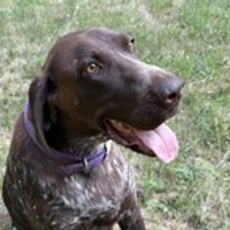 Cece - German Shorthaired Pointer