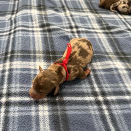 Mater - Dapple male Dachshund puppy in Queen Creek, Arizona from Jolly Rogers Dachshunds