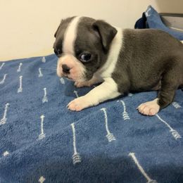 Boston Terrier Puppies from Maplecrest's Boston Terriers