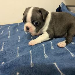 Boston Terrier Puppies from Maplecrest's Boston Terriers