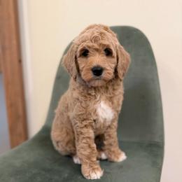 Mr Love Bug Mini Goldendoodle Boy - Apricot male Goldendoodle puppy in Mayfield, Utah from Ruff Country Doodles