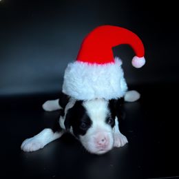 Squid - Black and white female Chinese Crested puppy in New Smyrna Beach, Florida from FronkLinn Kennel