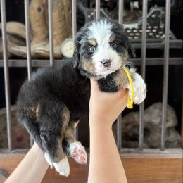 Yellow collar female - Black rust and white female Bernese Mountain Dog puppy in Altura, Minnesota from Bluffside Berners