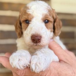 Peach - Parti female Goldendoodle puppy in Macclenny, Florida from Baker County Goldendoodles