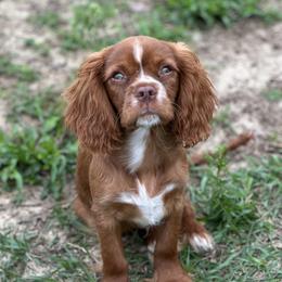 Robb - Cavalier King Charles Spaniel